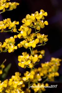 Oncidium cheirophorum