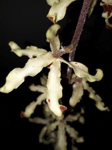 Dimorphorchis lowii