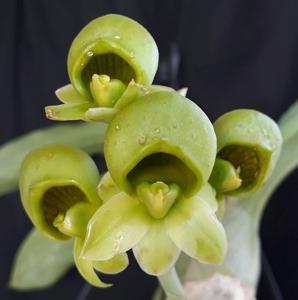 Catasetum cirrhaeoides