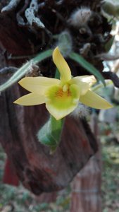 Dendrobium senile