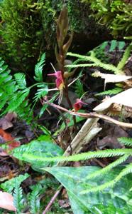 Cryptostylis arachnites