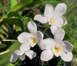 Amesiella philippinensis