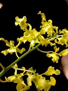 Dendrobium discolor var. broomfieldii