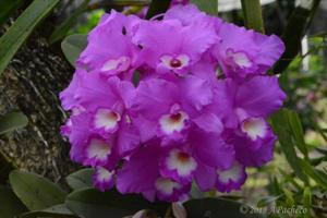 Guarianthe skinneri