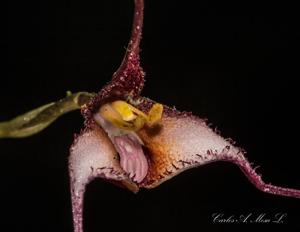 Dracula cochliops