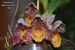 Catasetum denticulatum