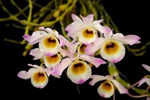 Dendrobium findlayanum