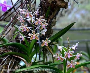 Vanda lamellata var. lamellata
