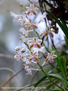 Vanda lamellata var. lamellata