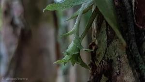 Eurystyles cotyledon