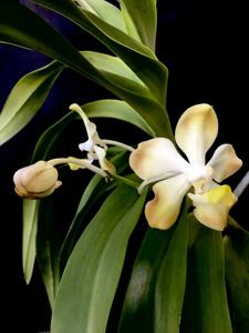 Vanda dearei