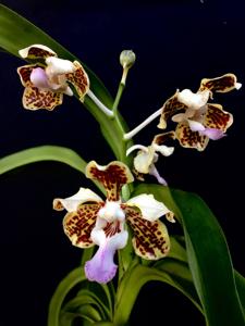Vanda tricolor var. planilabris