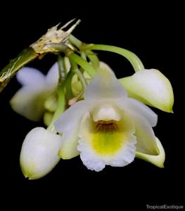 Dendrobium lamellatum