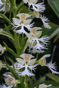 Platanthera leucophaea