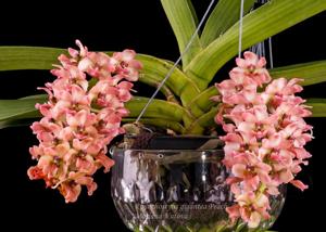 Rhynchostylis gigantea