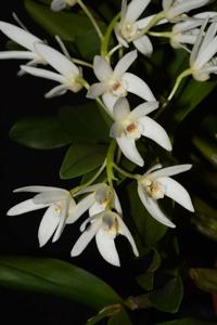 Dendrobium falcorostrum