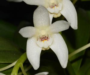 Dendrobium falcorostrum