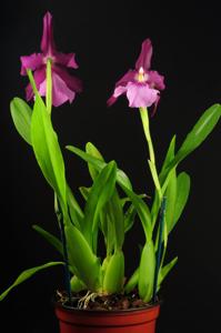 Miltonia moreliana