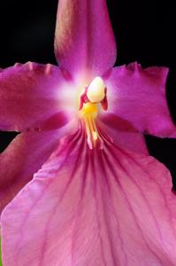 Miltonia moreliana