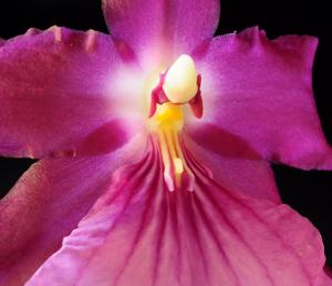 Miltonia moreliana