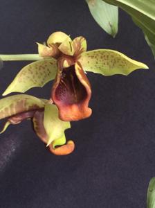 Catasetum galeritum