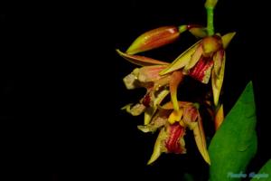 Dilochia wallichii
