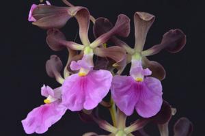 Encyclia cordigera