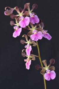 Encyclia cordigera