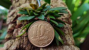 Anathallis laciniata