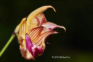 Bulbophyllum nabawanense