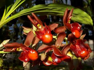 Catasetum vinaceum