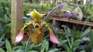 Paphiopedilum lowii