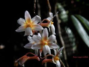 Dendrobium calcariferum