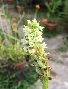Skeptrostachys paraguayensis