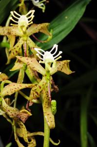 Cycnoches peruvianum