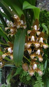 Bulbophyllum incisilabrum