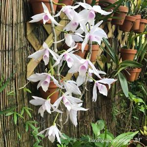 Dendrobium anosmum