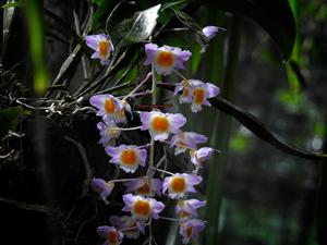 Dendrobium farmeri