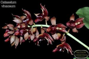 Catasetum vinaceum