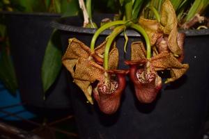 Coryanthes elegantium