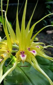 Bulbophyllum ericssonii