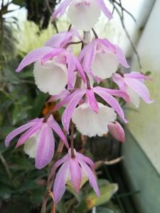 Dendrobium aphyllum