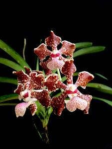 Vanda lombokensis