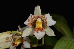 Rhynchostele aptera