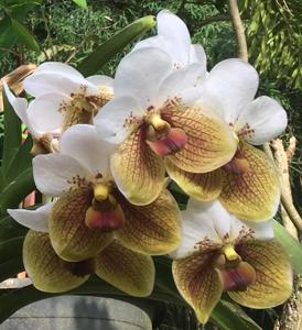 Vanda sanderiana var. albata