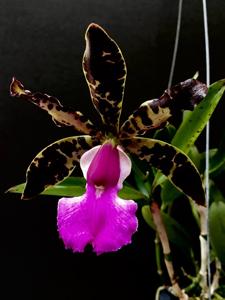 Cattleya aclandiae var. nigrescens