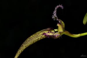 Bulbophyllum romyi