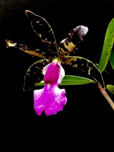 Cattleya aclandiae var. nigrescens