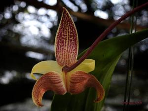 Bulbophyllum lobbii subsp. siamense