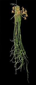 Paraphalaenopsis labukensis
